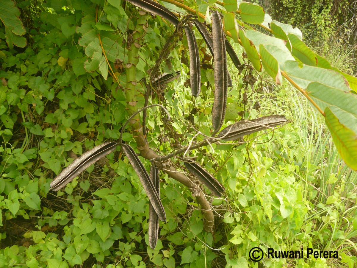 Senna alata (L.) Roxb.